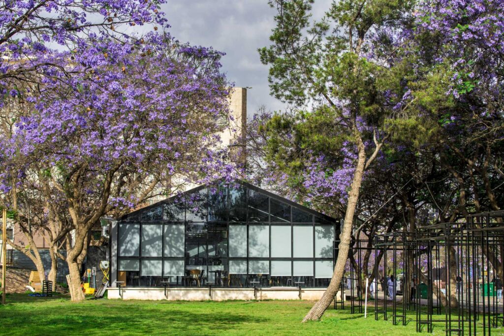 jacarandas at art street